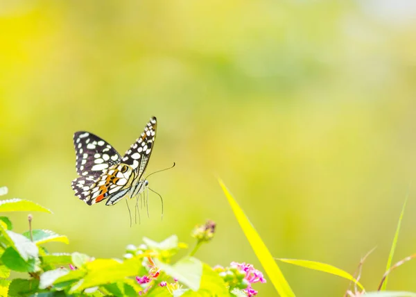 Prachtige Vlinder Overdag Buitenshuis — Stockfoto