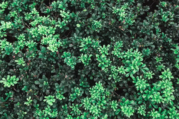 Grüne Blätter Gegen Blauen Himmel — Stockfoto