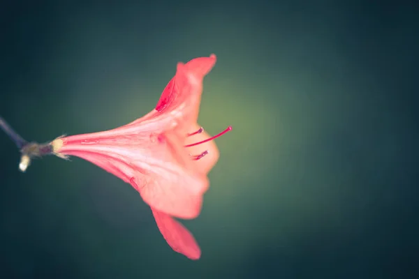 Természetben Napközben Virágok — Stock Fotó