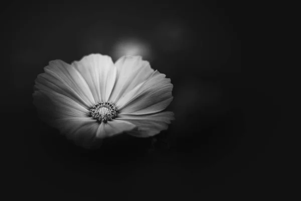 Flores Natureza Durante Dia Imagem Preto Branco — Fotografia de Stock