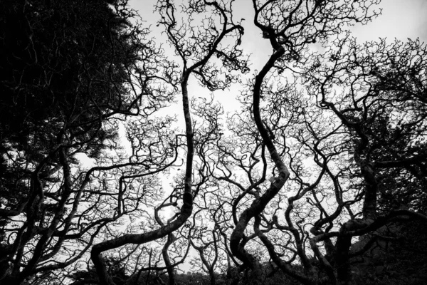 Árvores Durante Dia Imagem Preto Branco — Fotografia de Stock