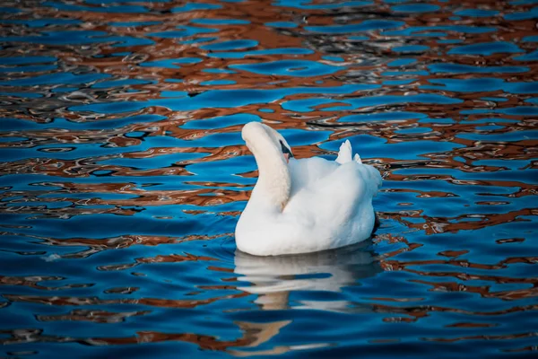 Kuğu Sürüsü Gündüz Sırasında Göl Kenarında — Stok fotoğraf