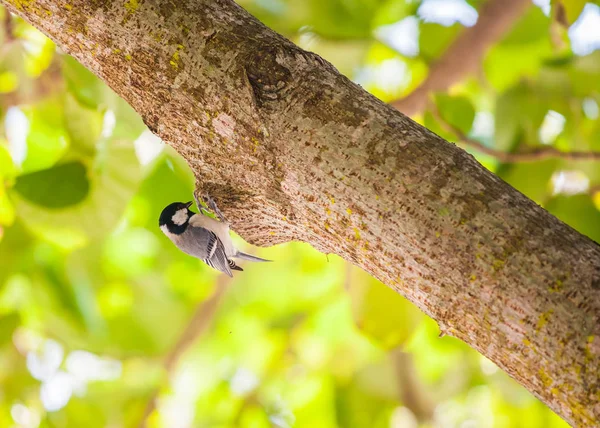 昼間は自然の中の鳥 — ストック写真