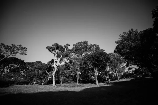 Árboles Durante Día Imagen Blanco Negro — Foto de Stock