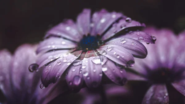 Blommor Naturen Dagtid — Stockfoto