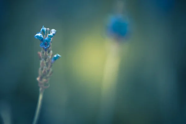 Gündüz Sırasında Doğada Çiçek — Stok fotoğraf