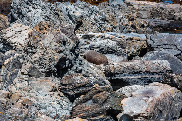 Rocky Beach Seal Rocks — Stock Photo, Image