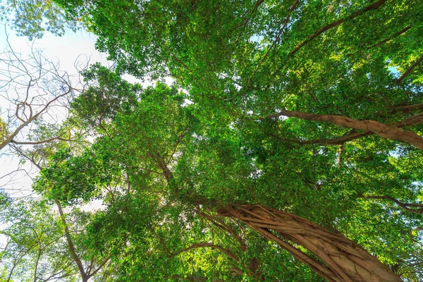 Árvore Com Folhas Verdes Durante Dia — Fotografia de Stock