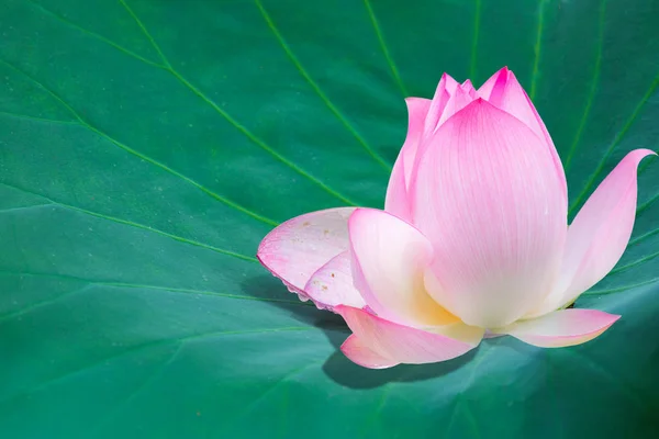 緑の葉にピンクの睡蓮 — ストック写真