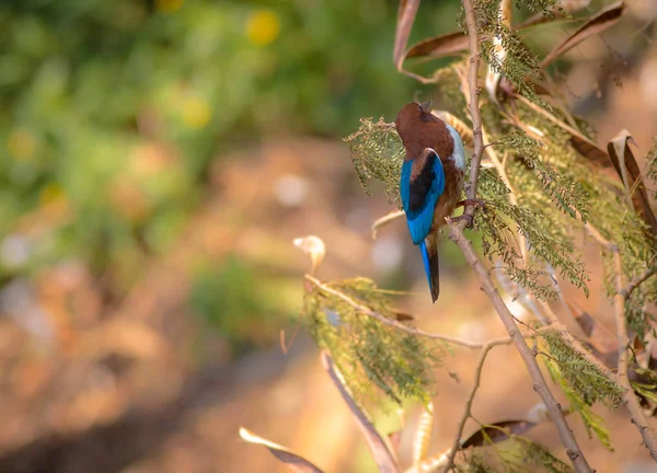 Pájaro Naturaleza Durante Día — Foto de Stock