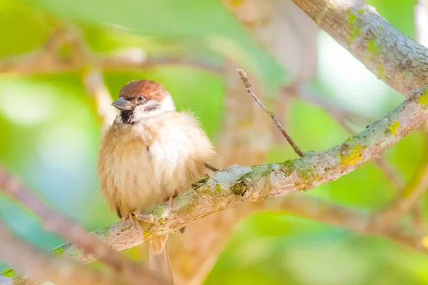 昼間は自然の中の鳥 — ストック写真