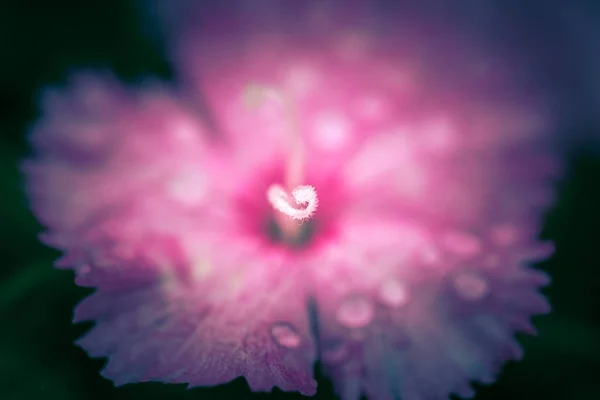 Fleurs Dans Nature Pendant Journée — Photo