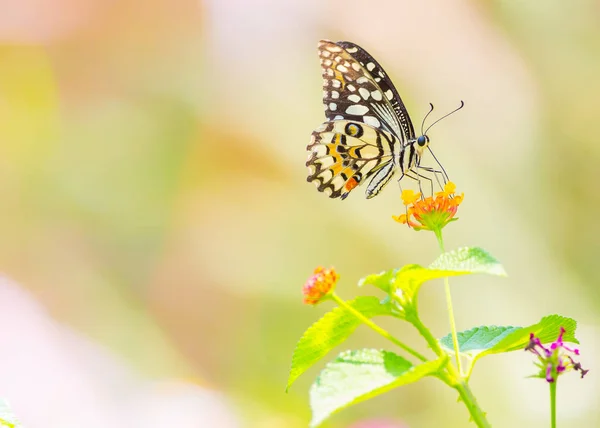 Borboleta Bonita Livre Durante Dia — Fotografia de Stock