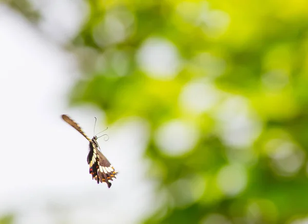 Prachtige Vlinder Overdag Buitenshuis — Stockfoto