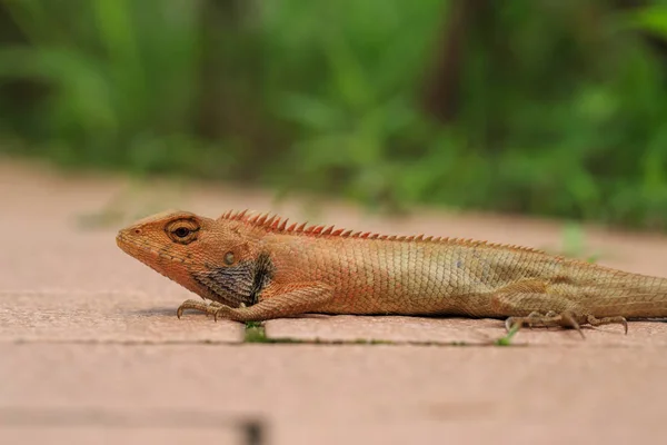 Lagarto Laranja Chão — Fotografia de Stock