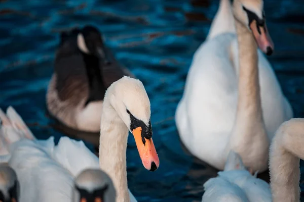 Svanar Flock Sjön Dagtid — Stockfoto