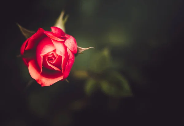 Blommor Naturen Dagtid — Stockfoto