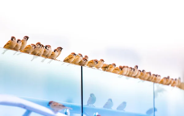 Ptáci Přírodě Během Dne — Stock fotografie