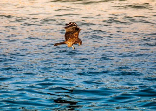 Aves Naturaleza Durante Día — Foto de Stock