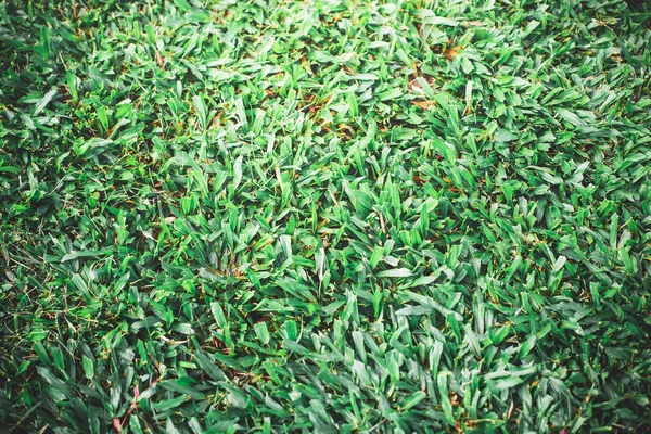 Hojas Verdes Contra Cielo Azul — Foto de Stock