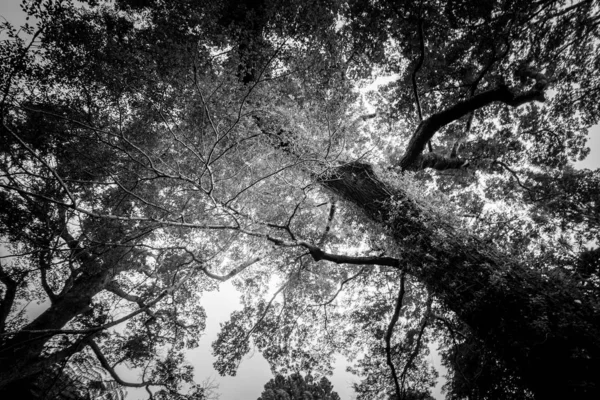 Árvores Durante Dia Imagem Preto Branco — Fotografia de Stock