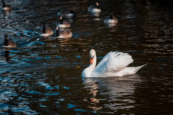 Cisnes Rebanho Lago Durante Dia — Fotografia de Stock