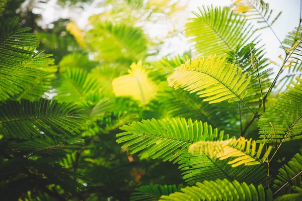 Hojas Verdes Contra Cielo Azul — Foto de Stock