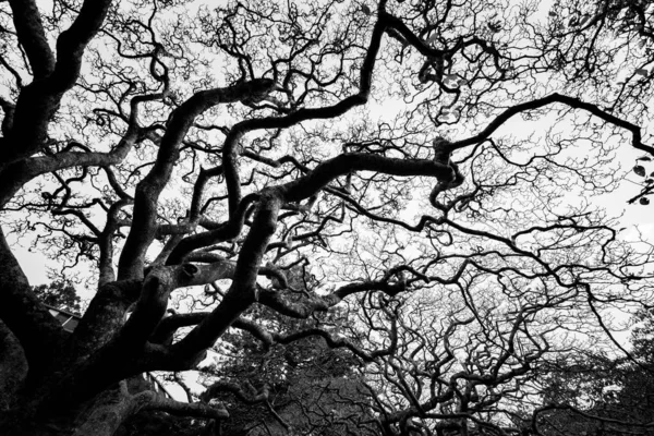 Arbres Pendant Journée Image Noir Blanc — Photo