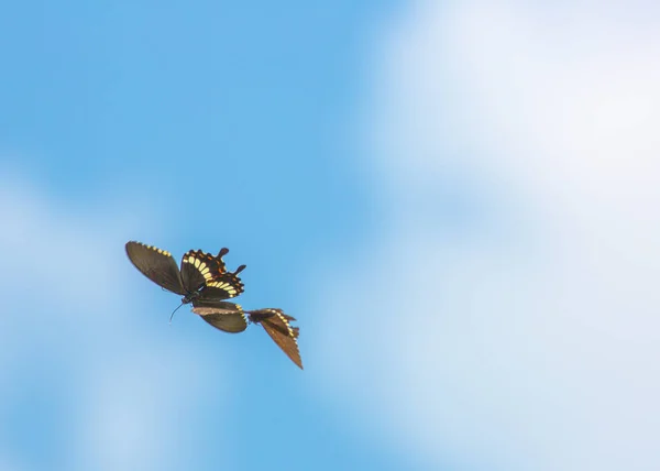 Beautiful Butterfly Outdoors Daytime — Stock Photo, Image