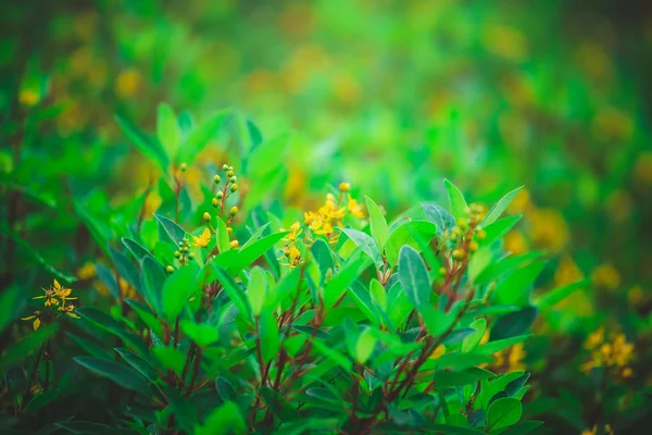 Зеленые Листья Против Голубого Неба — стоковое фото