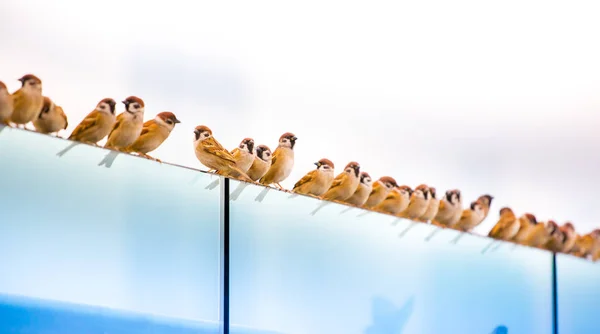 Fåglar Naturen Dagtid — Stockfoto