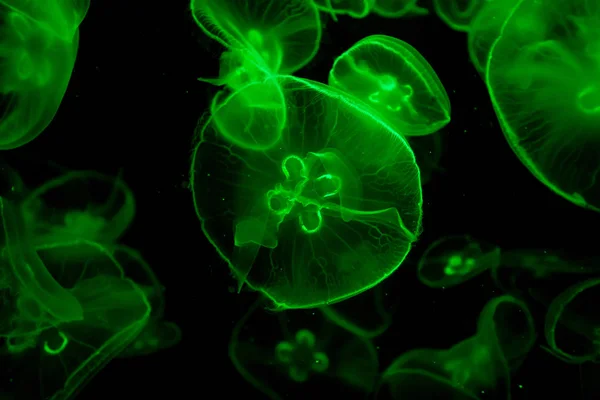 Jelly Fish Color Lighting — Stock Photo, Image