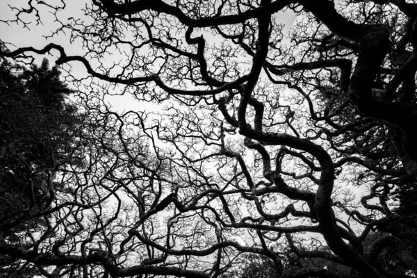 Arbres Pendant Journée Image Noir Blanc — Photo