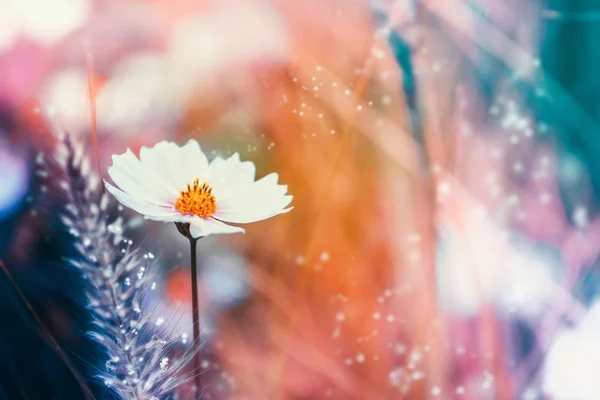 Flowers in nature during daytime