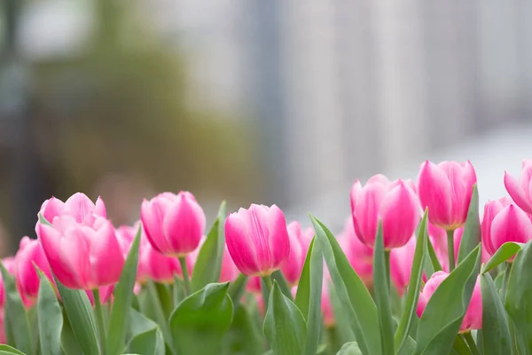 Belas Flores Tulipa Fundo Borrado — Fotografia de Stock