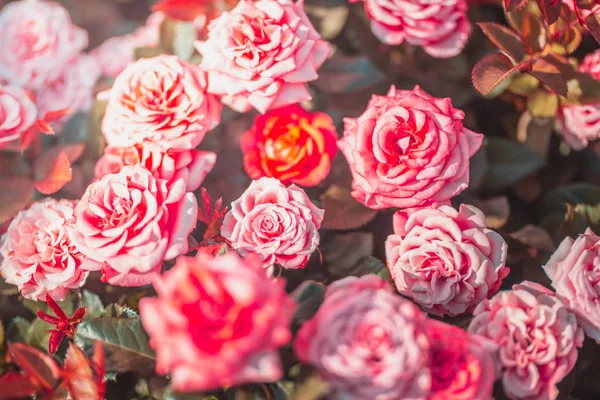 Gündüz sırasında doğada çiçek