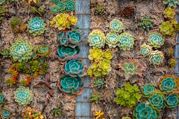 昼間は自然の中の花 — ストック写真