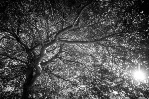 Arbres Pendant Journée Image Noir Blanc — Photo