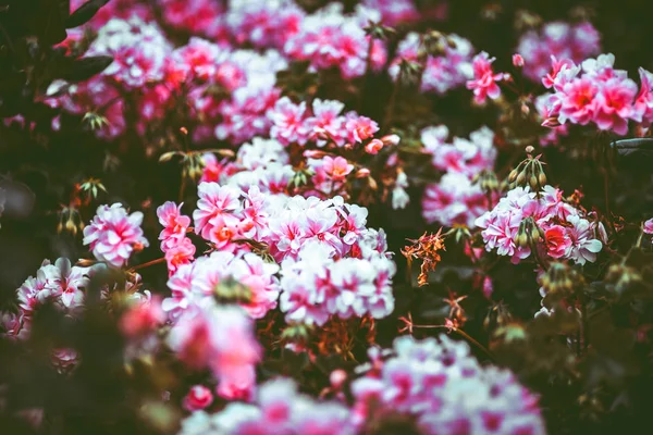 昼間は自然の中の花 — ストック写真