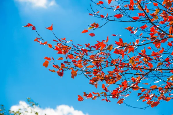 Árvore Florescente Durante Dia Contra Céu Azul — Fotografia de Stock