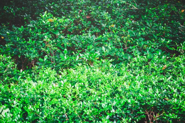 Zöld Levelek Kék Ellen — Stock Fotó
