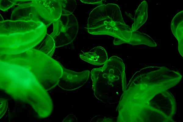 Jelly Fish Color Lighting — Stock Photo, Image