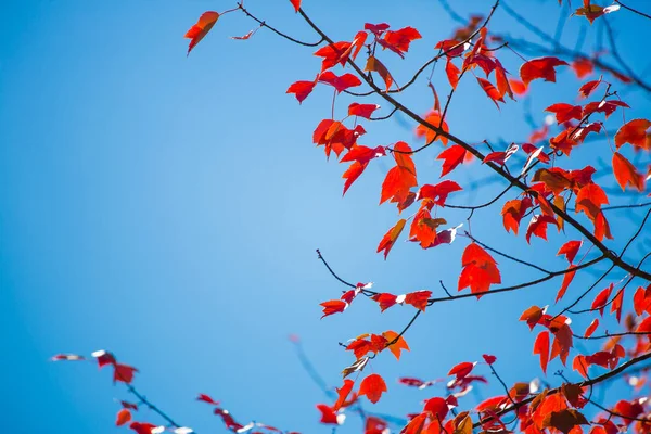 Árvore Florescente Durante Dia Contra Céu Azul — Fotografia de Stock