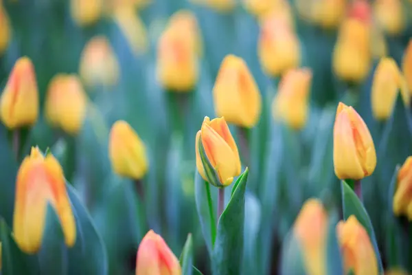 Flowers Nature Daytime — Stock Photo, Image