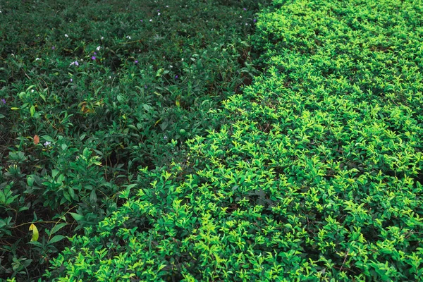 Grüne Blätter Gegen Blauen Himmel — Stockfoto