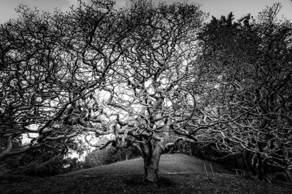 Arbres Pendant Journée Image Noir Blanc — Photo