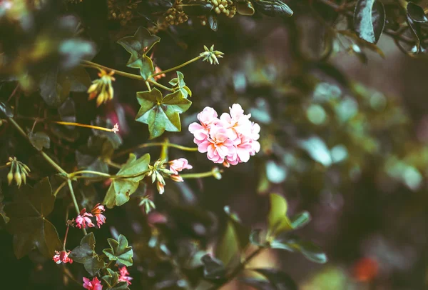 昼間は自然の中の花 — ストック写真