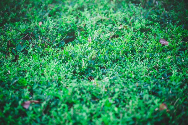 Groene Bladeren Tegen Blauwe Lucht — Stockfoto