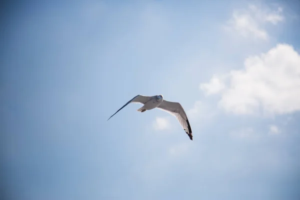 Ptáci Přírodě Během Dne — Stock fotografie