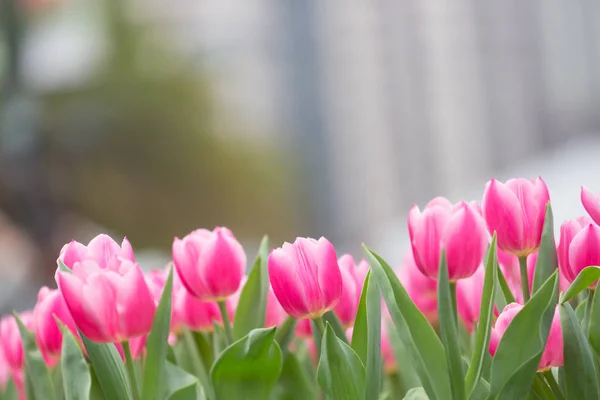 Beautiful Tulip Flowers Blurred Background — Stock Photo, Image